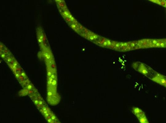 Die grünen Fluoreszenz der Zellkerne und die rot-gefärbte Strukturen in den Hyphenvakuolen zeugen von der Vitalität des Fadenpilzes A. niger. Nach der Behandlung mit dem Protein PAF verschwinden diese Merkmale und zeugen so von dessen Effizienz als Fungizid. Die grünen Fluoreszenz der Zellkerne und die rot-gefärbte Strukturen in den Hyphenvakuolen zeugen von der Vitalität des Fadenpilzes A. niger. Nach der Behandlung mit dem Protein PAF verschwinden diese Merkmale und zeugen so von dessen Effizienz als Fungizid.