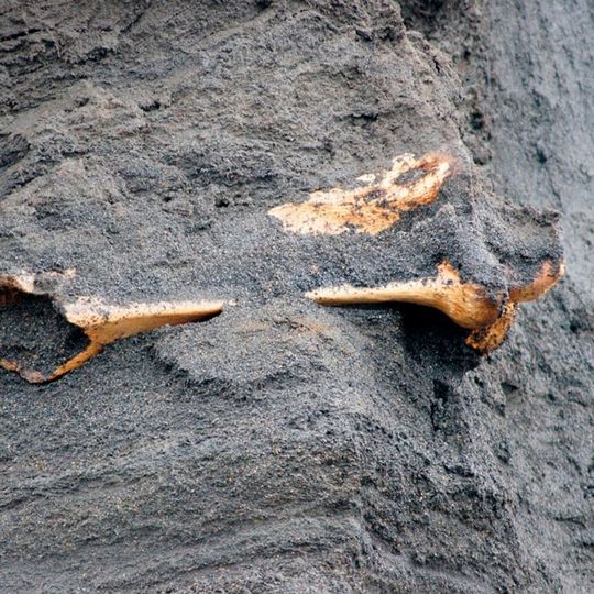 Mammutknochen im Küstensediment der Insel Muostakh, Sibirien. Die Radiokarbonmethode hilft bei der Alterbestimmung von organischem Material. Mammutknochen im Küstensediment der Insel Muostakh, Sibirien. Die Radiokarbonmethode hilft bei der Alterbestimmung von organischem Material.