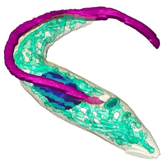 3D-Repräsentation des einzelligen Parasiten Trypanosoma brucei. Hervorgehoben sind das der Fortbewegung dienende Flagellum (violett), die DNA (blau) und das Mitochondrium – das sogenannte Kraftwerk der Zelle (türkis). 3D-Repräsentation des einzelligen Parasiten Trypanosoma brucei. Hervorgehoben sind das der Fortbewegung dienende Flagellum (violett), die DNA (blau) und das Mitochondrium – das sogenannte Kraftwerk der Zelle (türkis).