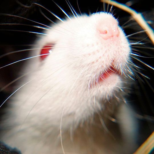Die ausgezeichnete Methode soll helfen, die Zahl von Tierversuchen zu reduzieren. Die ausgezeichnete Methode soll helfen, die Zahl von Tierversuchen zu reduzieren.