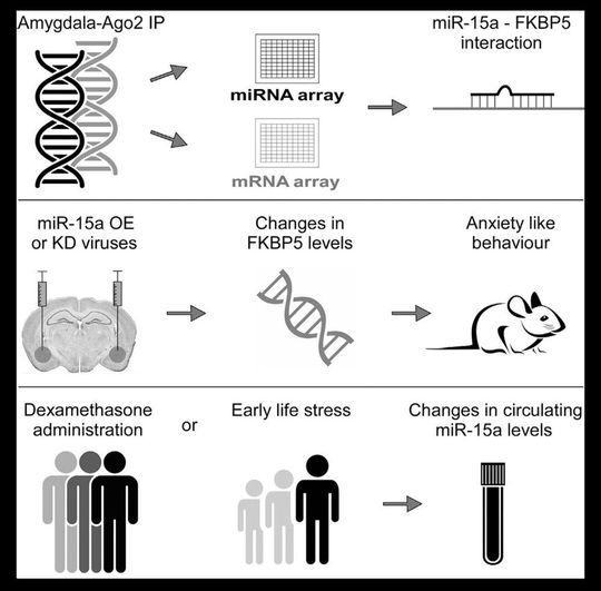Volk et al. beschreiben eine neue wichtige Rolle für die microRNA-15a bei der Bewältigung von chronischem Stress. Hierbei wurden Gemeinsamkeiten im Umgang mit Stress bei Mensch und Maus aufgedeckt. Volk et al. beschreiben eine neue wichtige Rolle für die microRNA-15a bei der Bewältigung von chronischem Stress. Hierbei wurden Gemeinsamkeiten im Umgang mit Stress bei Mensch und Maus aufgedeckt.