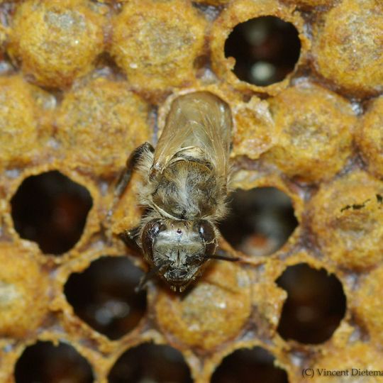 Schlüpfende Honigbiene auf der Wachszelle, worin sie sich zuvor entwickelt hat. Schlüpfende Honigbiene auf der Wachszelle, worin sie sich zuvor entwickelt hat.