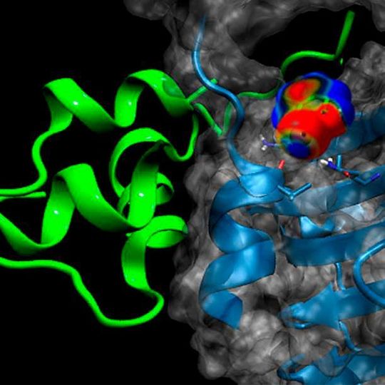 Bindung des Insulin-Analogons (grün) an seinen Rezeptor (hellblau). Die Oberfläche des Rezeptors ist in transparentem grau dargestellt. (Ausschnitt) Bindung des Insulin-Analogons (grün) an seinen Rezeptor (hellblau). Die Oberfläche des Rezeptors ist in transparentem grau dargestellt. (Ausschnitt)