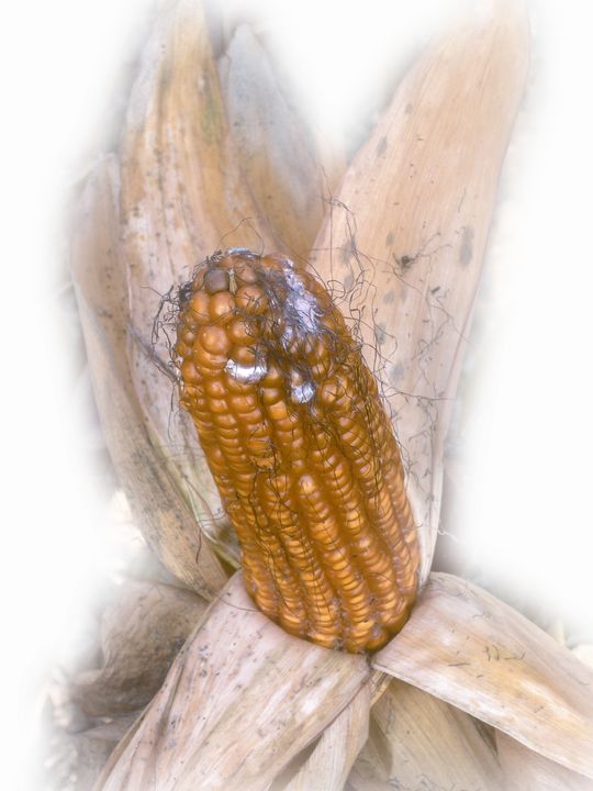 Abb. 1 Mit Fusarium infizierter Maiskolben. Abb. 1 Mit Fusarium infizierter Maiskolben.