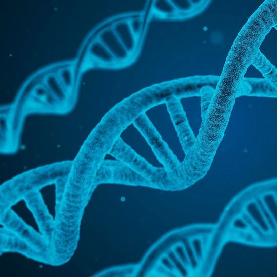 Übergewicht kann in den Genen liegen - diese unterliegen aber offenbar einer epigenetischen Regulation. Ein jüngst entdeckter Umstand, der epigenetische Therapien gegen Übergewicht und andere Krankheiten möglich machen könnte. Übergewicht kann in den Genen liegen - diese unterliegen aber offenbar einer epigenetischen Regulation. Ein jüngst entdeckter Umstand, der epigenetische Therapien gegen Übergewicht und andere Krankheiten möglich machen könnte.