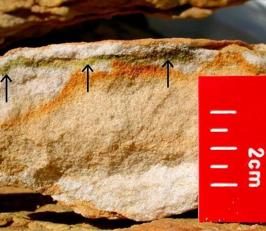 Nach dem Aufbrechen der Beacon-Sandstein genannten Felsformation in der Antarktis wird die in den obersten Millimetern lebende Blaugrüne Felskugel (Chroococcidiopsis) sichtbar (siehe Pfeile). Nach dem Aufbrechen der Beacon-Sandstein genannten Felsformation in der Antarktis wird die in den obersten Millimetern lebende Blaugrüne Felskugel (Chroococcidiopsis) sichtbar (siehe Pfeile).