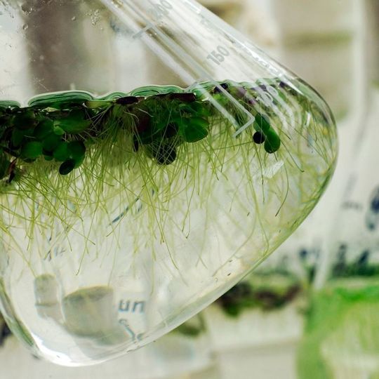 Wissenschaftler der Universität Jena haben gemeinsam mit Fachkollegen das Potenzial von Wasserlinsen für die Ernährung untersucht. Wissenschaftler der Universität Jena haben gemeinsam mit Fachkollegen das Potenzial von Wasserlinsen für die Ernährung untersucht.