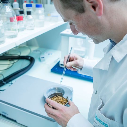 Insektenverarbeitung im Forschungslabor von Bühler Insektenverarbeitung im Forschungslabor von Bühler