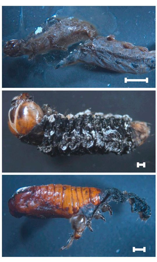 Raupe (oben und Mitte) und Puppe (unten) des Baumwollwurms Spodoptera littoralis, die mit dem Krankheitserreger Enterococcus faecalis infiziert wurden. Enterococcus mundtii im Darm gesunder Raupen hält diesen pathogenen Konkurrenten in Schach und verhindert eine Infektion.