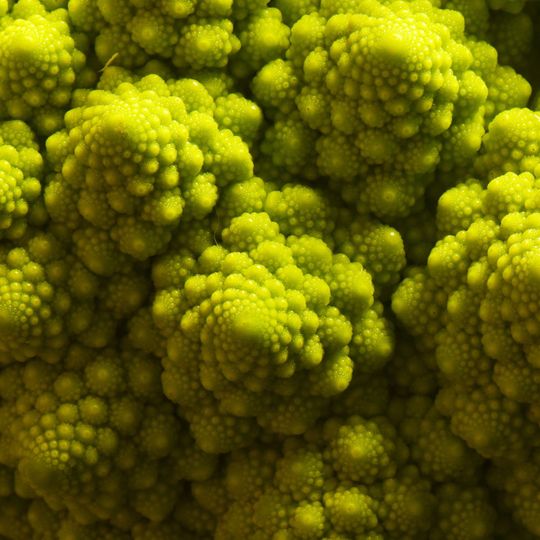 Mathematik im Romanesco. Seine spiralartige Struktur basiert auf der Fibonacci-Zahlenfolge, die in architektonischen Meisterwerken aber auch in der Natur häufig zu finden ist. Mathematik im Romanesco. Seine spiralartige Struktur basiert auf der Fibonacci-Zahlenfolge, die in architektonischen Meisterwerken aber auch in der Natur häufig zu finden ist.