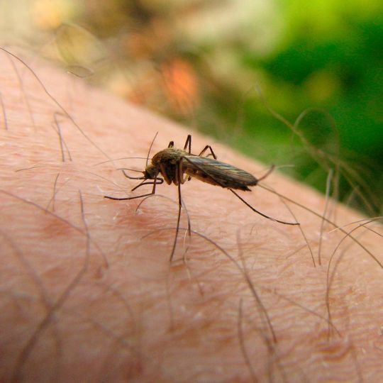 Malaria is one of the world’s most serious infectious diseases and affects more than 200 million people each year. Malaria is one of the world’s most serious infectious diseases and affects more than 200 million people each year.