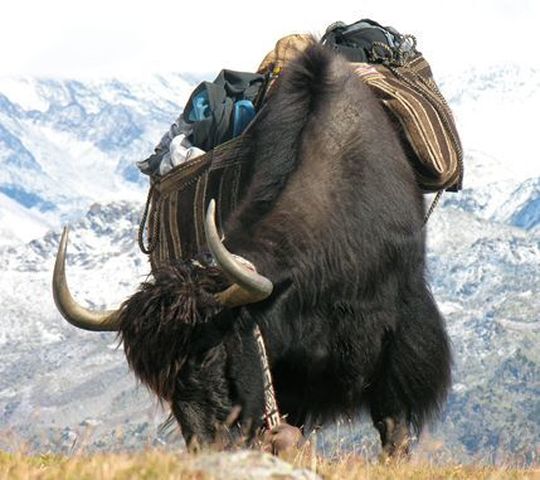 "Die Kreuzung von Yak und Rind begann offenbar schon vor mehr als 1500 Jahren ", sagt LMU-Wissenschaftler Ivica Medugorac (im Bild: Yak in Bergregion). "Die Kreuzung von Yak und Rind begann offenbar schon vor mehr als 1500 Jahren ", sagt LMU-Wissenschaftler Ivica Medugorac (im Bild: Yak in Bergregion).
