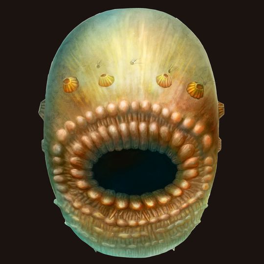 Eine Rekonstruktion des Saccorhytus coronarius in der Ventralansicht. Eine Rekonstruktion des Saccorhytus coronarius in der Ventralansicht.