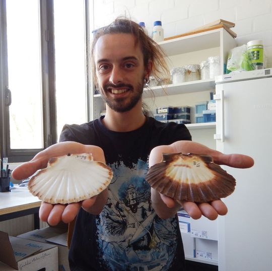 Der Verhaltensökologe David Vendrami von der Universität Bielefeld untersucht, wie sich Populationen der Jakobsmuschel unterscheiden. Der Verhaltensökologe David Vendrami von der Universität Bielefeld untersucht, wie sich Populationen der Jakobsmuschel unterscheiden.