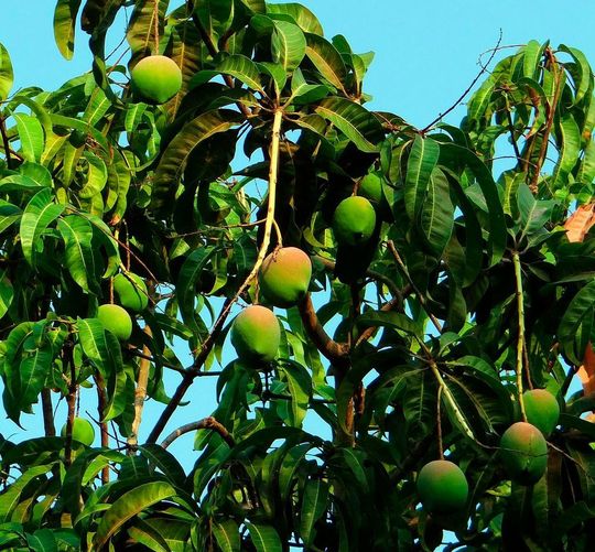 Auch beim Mangoanbau werden Pflanzenschutzmittel eingesetzt. Auch beim Mangoanbau werden Pflanzenschutzmittel eingesetzt.