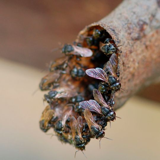 Wächterinnen am Stockeingang der Bienenart Scaptotrigona depilis Wächterinnen am Stockeingang der Bienenart Scaptotrigona depilis