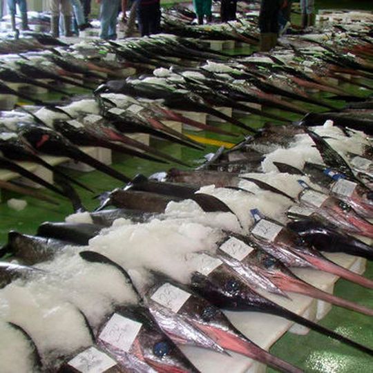 Swordfish auction in the fish market of Vigo (Spain). Swordfish auction in the fish market of Vigo (Spain).