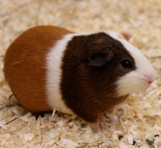 Die Adoleszenz findet bei Meerschweinchen im Alter von 30 bis 120 Tagen statt. Die Adoleszenz findet bei Meerschweinchen im Alter von 30 bis 120 Tagen statt.