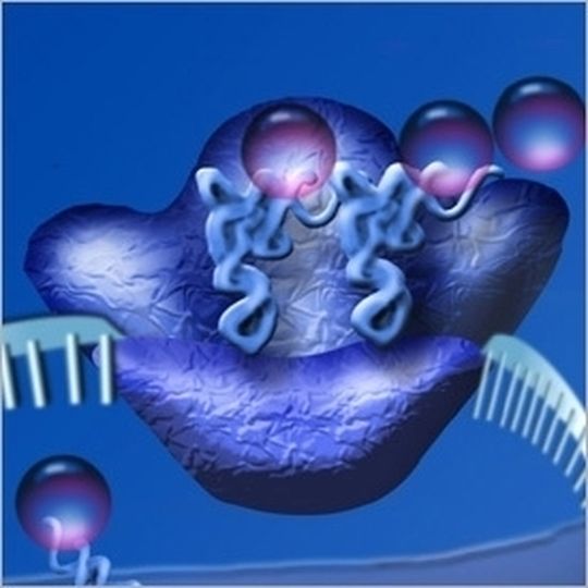 Ort der Proteinbiosynthese: das Ribosom. Ort der Proteinbiosynthese: das Ribosom.