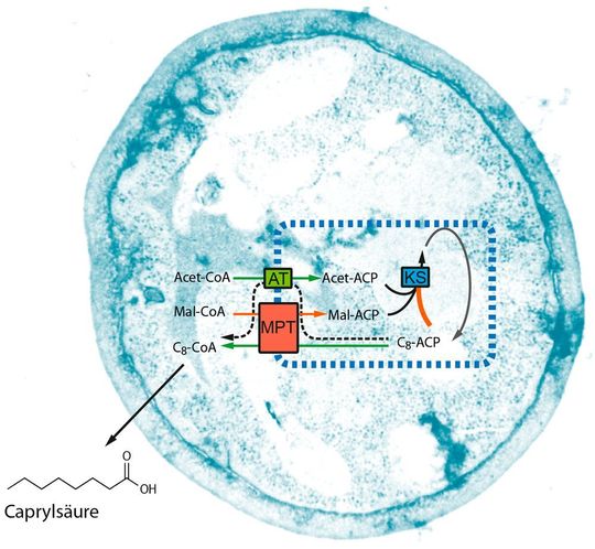 Mit einer modifizierten Fettsäuresynthase (schematisch dargestellt durch ihre synthetischen Eigenschaften innerhalb der blauen Box) kann man eine Hefezelle dazu bringen, kurzkettige Fettsäuren zu produzieren. Die Synthese ist mit einem mehrstufigen Industrieprozess vergleichbar. Durch gezielte Veränderungen der natürlichen Synthese werden Teilprozesse beschleunigt oder verlangsamt (grüne und rote Pfeile), sodass vorzeitig kurzkettige Fettsäuren abgespalten werden. Mit einer modifizierten Fettsäuresynthase (schematisch dargestellt durch ihre synthetischen Eigenschaften innerhalb der blauen Box) kann man eine Hefezelle dazu bringen, kurzkettige Fettsäuren zu produzieren. Die Synthese ist mit einem mehrstufigen Industrieprozess vergleichbar. Durch gezielte Veränderungen der natürlichen Synthese werden Teilprozesse beschleunigt oder verlangsamt (grüne und rote Pfeile), sodass vorzeitig kurzkettige Fettsäuren abgespalten werden.