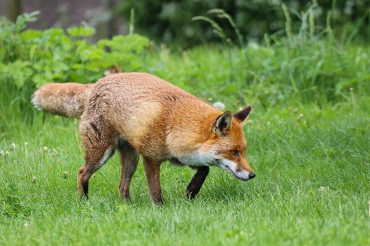 Räuber und Aasfresser können mitunter dafür verantwortlich gemacht werden, dass die Zahlen der von WEAs getöteten Vögel so niedrig ausfällt. Räuber und Aasfresser können mitunter dafür verantwortlich gemacht werden, dass die Zahlen der von WEAs getöteten Vögel so niedrig ausfällt.