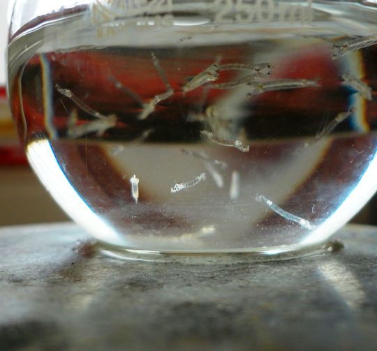 Die Forscher setzten die Larven der Büschelmücke in Gefäße mit hohem und niedrigem Methangehalt und verglichen anschließend die Werte. Die Forscher setzten die Larven der Büschelmücke in Gefäße mit hohem und niedrigem Methangehalt und verglichen anschließend die Werte.