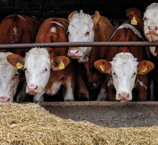 Abb.1: Im Mastbetrieb von Zuchtvieh werden neben herkömmlichen Futtermitteln auch immer wieder verbotene Substanzen wie etwa Steroide eingesetzt Abb.1: Im Mastbetrieb von Zuchtvieh werden neben herkömmlichen Futtermitteln auch immer wieder verbotene Substanzen wie etwa Steroide eingesetzt