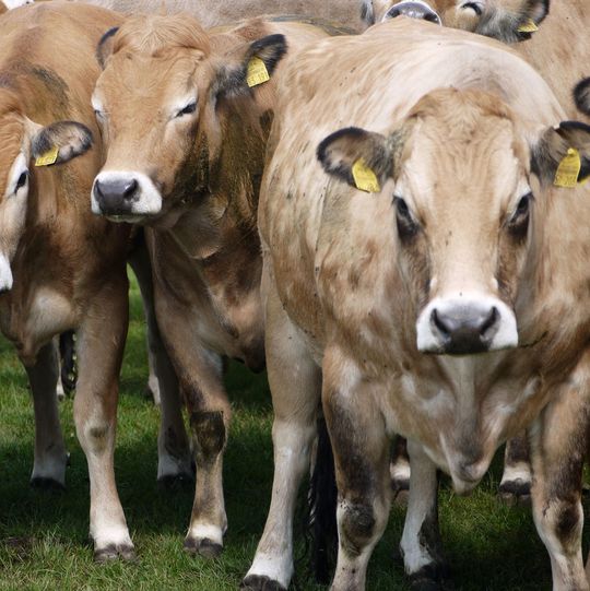 Kuh auf einer deutschen Weide – der globale Methan-Ausstoss jedes Rindes könnte bis 2050 um bis zu 4,5 % ansteigen. Kuh auf einer deutschen Weide – der globale Methan-Ausstoss jedes Rindes könnte bis 2050 um bis zu 4,5 % ansteigen.