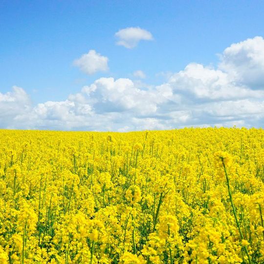 Rennovia’s production process employs its proprietary catalyst technology. Rennovia’s production process employs its proprietary catalyst technology.