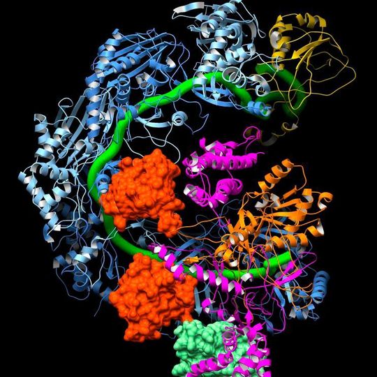 Crispr surveillance complex is disabled by two copies of anti-Crisprprotein AcrF1 (red) and one AcrF2 (light green). These anti-Crispr's block access to the Crispr RNA (green tube) preventing the surveillance complex from scanning and targeting invading viral DNA for destruction. Crispr surveillance complex is disabled by two copies of anti-Crisprprotein AcrF1 (red) and one AcrF2 (light green). These anti-Crispr's block access to the Crispr RNA (green tube) preventing the surveillance complex from scanning and targeting invading viral DNA for destruction.