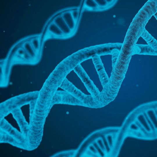Die menschlichen Gene sind mit zahlreichen DNA-Sequenzen, sogenannten Transposons, durchsetzt, die als „springende Gene“ bekannt sind. Die menschlichen Gene sind mit zahlreichen DNA-Sequenzen, sogenannten Transposons, durchsetzt, die als „springende Gene“ bekannt sind.