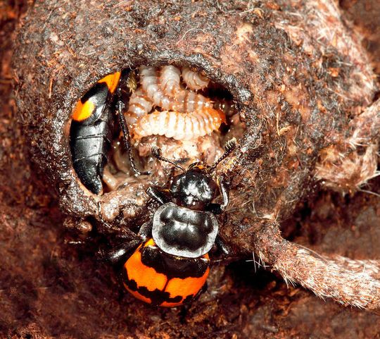 Totengräber-Paare ziehen ihren Nachwuchs bevorzugt in Kadavern groß. Totengräber-Paare ziehen ihren Nachwuchs bevorzugt in Kadavern groß.