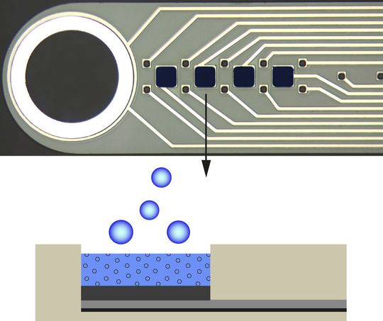Im oberen Teil der Abbildung ist eine vergrößerte Aufnahme der in Freiburg hergestellten Mikrosonde zur Stimulation und gleichzeitigen Datengewinnung zu sehen. Unten ein Querschnitt der Beschichtung aus dem Polymer PEDOT, in das ein entzündungshemmendes Medikament eingespeichert ist, dass durch Anlegen von negativer Spannung freigesetzt werden kann. Im oberen Teil der Abbildung ist eine vergrößerte Aufnahme der in Freiburg hergestellten Mikrosonde zur Stimulation und gleichzeitigen Datengewinnung zu sehen. Unten ein Querschnitt der Beschichtung aus dem Polymer PEDOT, in das ein entzündungshemmendes Medikament eingespeichert ist, dass durch Anlegen von negativer Spannung freigesetzt werden kann.