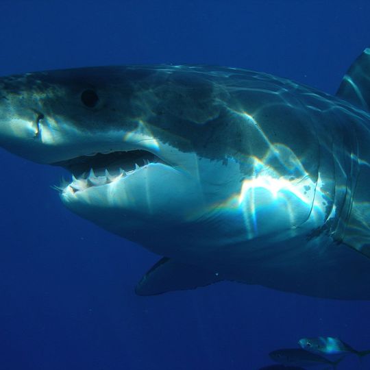 Wireshark ist eine freie Analysesoftware für Datenpakete auf Protokollebene, die sich zur Netzwerküberwachung und Fehlersuche einsetzen lässt. Wireshark ist eine freie Analysesoftware für Datenpakete auf Protokollebene, die sich zur Netzwerküberwachung und Fehlersuche einsetzen lässt.