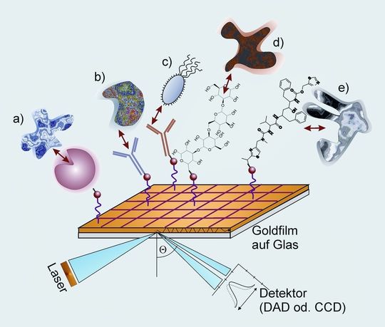 1 Die Goldoberfläche kann mit ganz unterschiedlichen Biomolekülen beladen sein: a) Rezeptor, b) Antikörper gegen Protein, c) Antikörper gegen zelluläre Struktur, d) Kohlenhydrat, das z.B. an Lektine bindet, e) Wirkstoff, der mit proteinergener Zielstruktur interagiert. 1 Die Goldoberfläche kann mit ganz unterschiedlichen Biomolekülen beladen sein: a) Rezeptor, b) Antikörper gegen Protein, c) Antikörper gegen zelluläre Struktur, d) Kohlenhydrat, das z.B. an Lektine bindet, e) Wirkstoff, der mit proteinergener Zielstruktur interagiert.