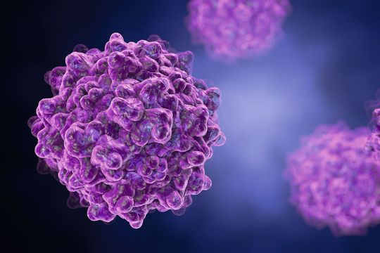 Werden Amsbio-AVV-Biosensoren in Zellen, Gewebe oder Organismen eingeführt, so können Prozesse durch Fluoreszenz-Mikroskopie oder spektrale Veränderungen detektiert werden Werden Amsbio-AVV-Biosensoren in Zellen, Gewebe oder Organismen eingeführt, so können Prozesse durch Fluoreszenz-Mikroskopie oder spektrale Veränderungen detektiert werden