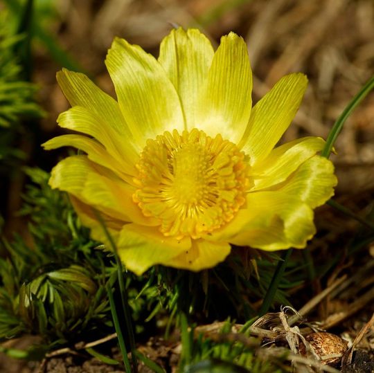 Das Frühlings-Adonisröschen (Adonis vernalis) verschwand im 19. Jahrhundert aus Halle. Die Art ist auf stickstoffarme Böden angewiesen. Sie gilt heute in ganz Deutschland als gefährdet. Das Frühlings-Adonisröschen (Adonis vernalis) verschwand im 19. Jahrhundert aus Halle. Die Art ist auf stickstoffarme Böden angewiesen. Sie gilt heute in ganz Deutschland als gefährdet.