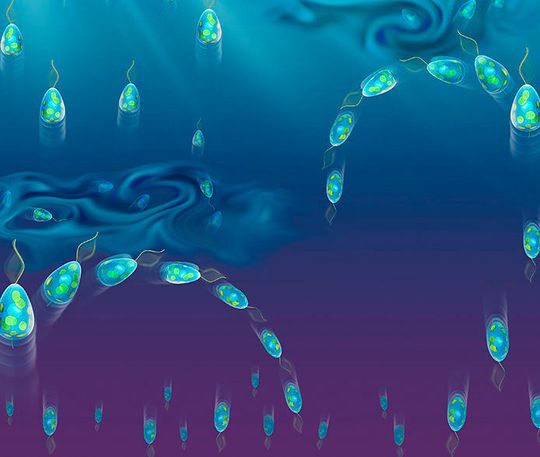 Nimmt aufwärts schwimmendes Plankton Signale von Turbulenzen wahr, teil sich die Population (vorsorglich) in zwei Gruppen: Abwärts schwimmende Zellen werden nahezu eiförmig, aufwärts schwimmende Algenzellen hingegen sind eher birnenförmig. Die Abweichung der Form beträgt nur einen Mikrometer. Nimmt aufwärts schwimmendes Plankton Signale von Turbulenzen wahr, teil sich die Population (vorsorglich) in zwei Gruppen: Abwärts schwimmende Zellen werden nahezu eiförmig, aufwärts schwimmende Algenzellen hingegen sind eher birnenförmig. Die Abweichung der Form beträgt nur einen Mikrometer.