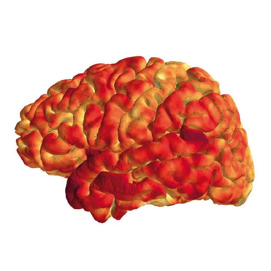 Die Dicke der menschlichen Hirnrinde korreliert mit dem epigenetischen Profil immunrelevanter Gene. Die Dicke der menschlichen Hirnrinde korreliert mit dem epigenetischen Profil immunrelevanter Gene.