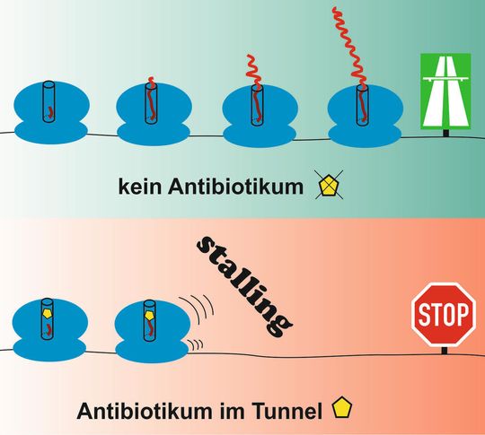 Prozess des „Stalling“: Proteine bleiben im Tunnel der Ribosomen stecken. Prozess des „Stalling“: Proteine bleiben im Tunnel der Ribosomen stecken.