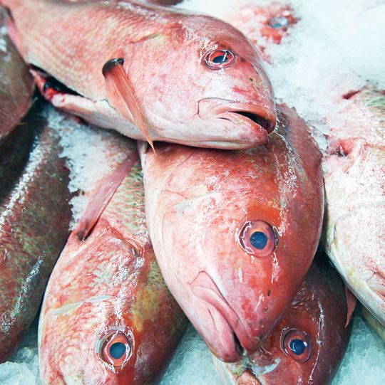 Ciguatera-Fischvergiftungen – Innereien von tropischen Raubfischen weisen die höchsten Ciguatoxingehalte auf. Ciguatoxin ist hitzestabil, farb-, geruch- und geschmacklos. Ciguatera-Fischvergiftungen – Innereien von tropischen Raubfischen weisen die höchsten Ciguatoxingehalte auf. Ciguatoxin ist hitzestabil, farb-, geruch- und geschmacklos.