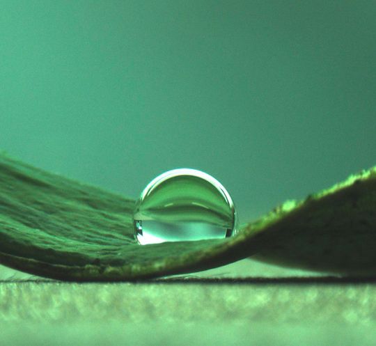 Wassertropfen auf einem Lotusblatt Wassertropfen auf einem Lotusblatt