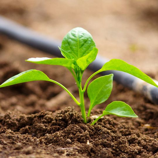 High performance chelates deliver essential metals to plants, helping to increase agricultural productivity. High performance chelates deliver essential metals to plants, helping to increase agricultural productivity.