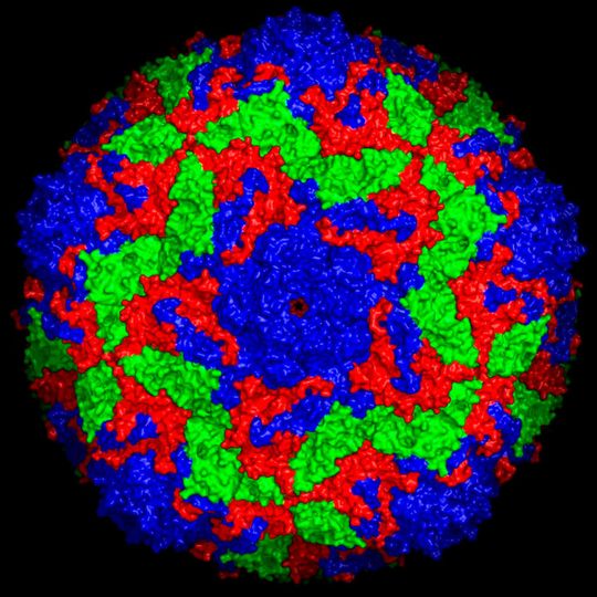 Oberflächenstruktur des Bovinen Enterovirus 2, die drei Virusproteine sind farbig markiert. Oberflächenstruktur des Bovinen Enterovirus 2, die drei Virusproteine sind farbig markiert.