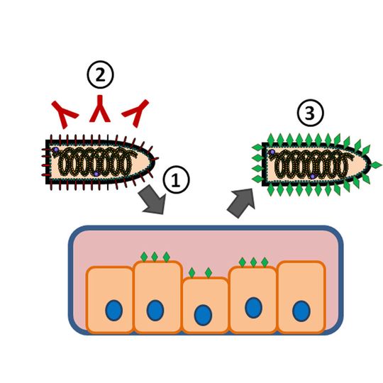 Abb.1: VSV-Pseudotypenherstellung: 1.) Zelleintritt von VSV G-trans-komplementiertem VSV in Hüllprotein-exprimierende Zellen. 2.) Neutralisation von überschüssigem Virus. 3.) Ernte von VSV-Pseudotypen, die das zu untersuchende Hüllprotein in ihrer Membran tragen. Abb.1: VSV-Pseudotypenherstellung: 1.) Zelleintritt von VSV G-trans-komplementiertem VSV in Hüllprotein-exprimierende Zellen. 2.) Neutralisation von überschüssigem Virus. 3.) Ernte von VSV-Pseudotypen, die das zu untersuchende Hüllprotein in ihrer Membran tragen.