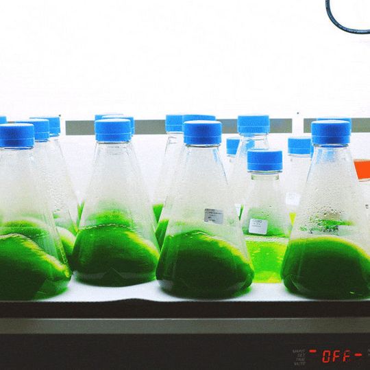 Using advanced cell engineering technologies at Synthetic Genomics, the ExxonMobil-Synthetic Genomics research team modified an algae strain to enhance the algae’s oil content Using advanced cell engineering technologies at Synthetic Genomics, the ExxonMobil-Synthetic Genomics research team modified an algae strain to enhance the algae’s oil content