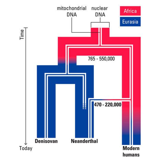 Schematische Darstellung des vorgestellten Szenarios zur Evolution von mitochondrialer und nuklearer DNA in archaischen und modernen Menschen. Die in dieser Studie rekonstruierte mitochondriale DNA eines Neandertalers deutet auf eine weitere Migration von Urmenschen aus Afrika vor mehr als 220.000 Jahren hin. Schematische Darstellung des vorgestellten Szenarios zur Evolution von mitochondrialer und nuklearer DNA in archaischen und modernen Menschen. Die in dieser Studie rekonstruierte mitochondriale DNA eines Neandertalers deutet auf eine weitere Migration von Urmenschen aus Afrika vor mehr als 220.000 Jahren hin.