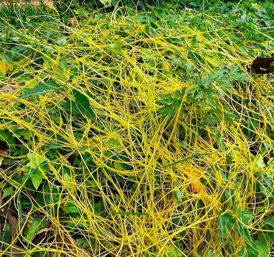 In der Natur umschlingt der Teufelszwirn (Cuscuta australis) verschiedenste Pflanzenarten. Über das Geflecht der Schmarotzerpflanze werden auch nützliche Informationen über den Befall mit Schädlingen ausgetauscht. In der Natur umschlingt der Teufelszwirn (Cuscuta australis) verschiedenste Pflanzenarten. Über das Geflecht der Schmarotzerpflanze werden auch nützliche Informationen über den Befall mit Schädlingen ausgetauscht.
