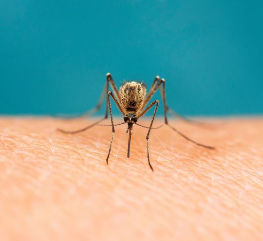 Malaria war auf Sardinien bereits zu Zeiten der Römer verbreitet und nicht erst im Mittelalter(im Bild: Malariaüberträger Mosquito). Malaria war auf Sardinien bereits zu Zeiten der Römer verbreitet und nicht erst im Mittelalter(im Bild: Malariaüberträger Mosquito).