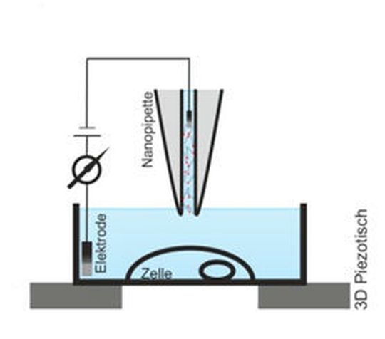 Der erste Schritt der Nanoinjektion: Die Nanopipette wird ca. 20µm über der Zelle manuell positioniert. Der erste Schritt der Nanoinjektion: Die Nanopipette wird ca. 20µm über der Zelle manuell positioniert.
